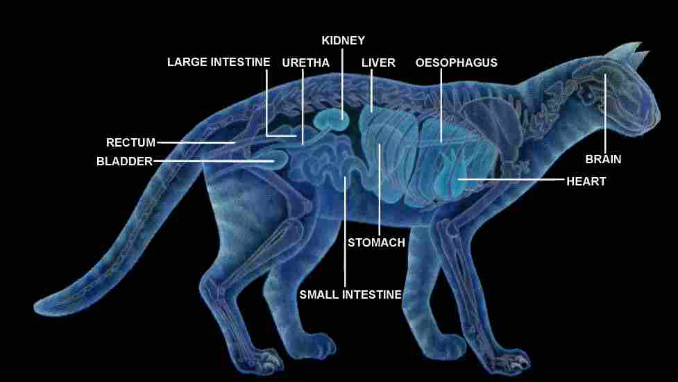 Internal Organs of the Cat